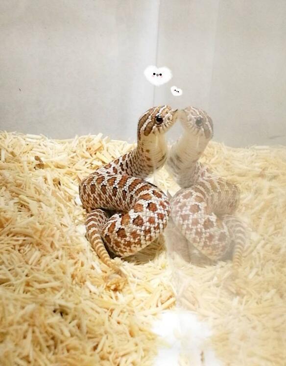 �����߶���Ǯһֻ �С�ĳ����ߣ������߿ɰ�ͼƬ