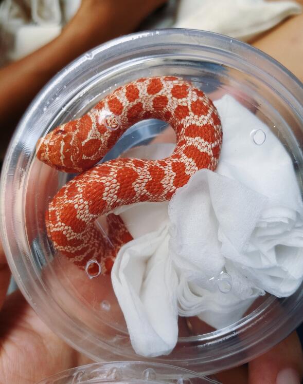 �����߶���Ǯһֻ �С�ĳ����ߣ������߿ɰ�ͼƬ