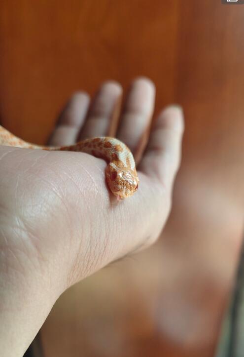 �����߶���Ǯһֻ �С�ĳ����ߣ������߿ɰ�ͼƬ