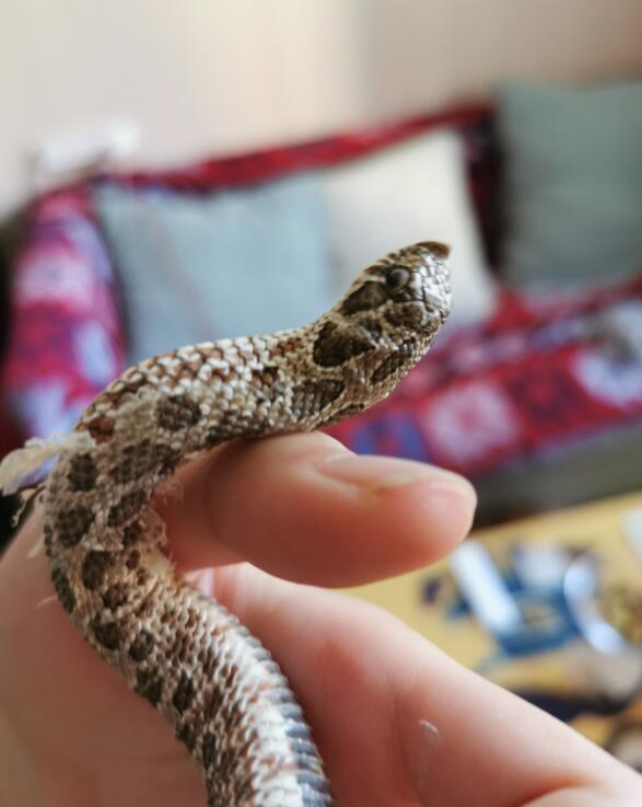 �����߶���Ǯһֻ �С�ĳ����ߣ������߿ɰ�ͼƬ