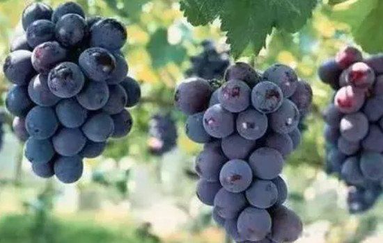 �Ϸ���õ�����ˮ�� ���ݱر�����󹩹�(�����ǵ���)