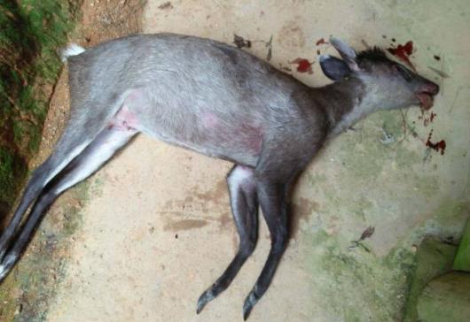 ������Ͷ̥�������� �������˻�Ͷ̥��