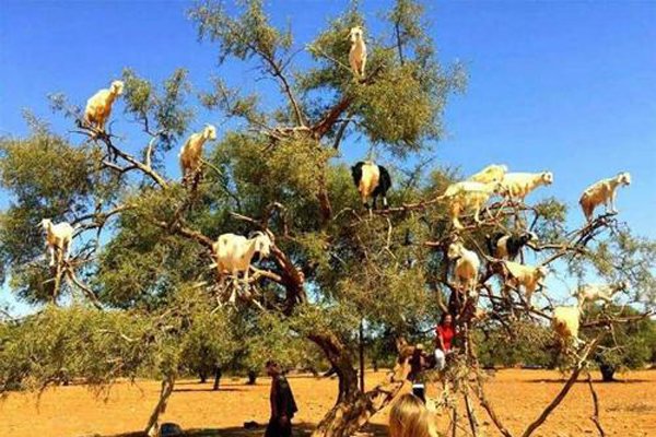 ����������ô���淨ͼƬ ������Ѷ�ϵ���ܸ�