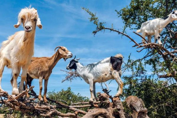 ����������ô���淨ͼƬ ������Ѷ�ϵ���ܸ�