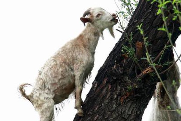 ����������ô���淨ͼƬ ������Ѷ�ϵ���ܸ�