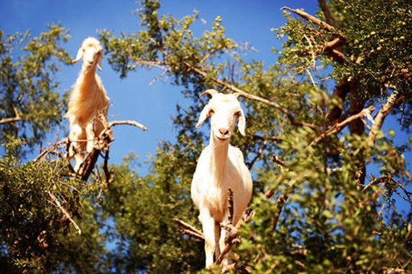 ����������ô���淨ͼƬ ������Ѷ�ϵ���ܸ�