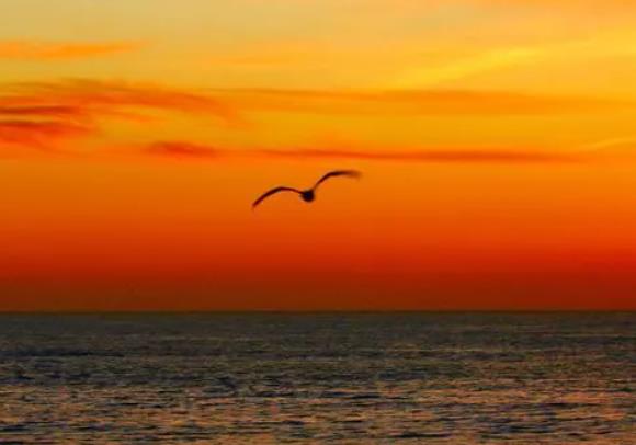 咖啡配大蒜什么意思 雅与俗:咖啡配大蒜这个梗是形容什么的