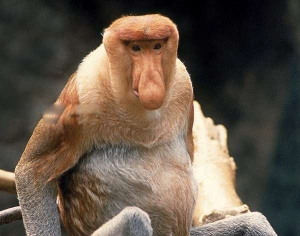 长鼻猴为什么有那么长的鼻子 越来越大:鼻子长那么大一个包