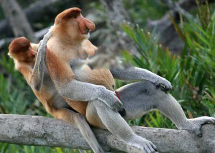 长鼻猴为什么有那么长的鼻子 越来越大:鼻子长那么大一个包