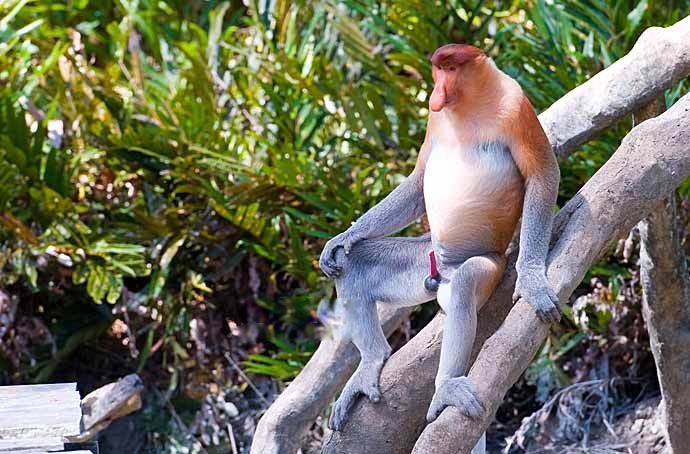 长鼻猴为什么有那么长的鼻子 越来越大:鼻子长那么大一个包