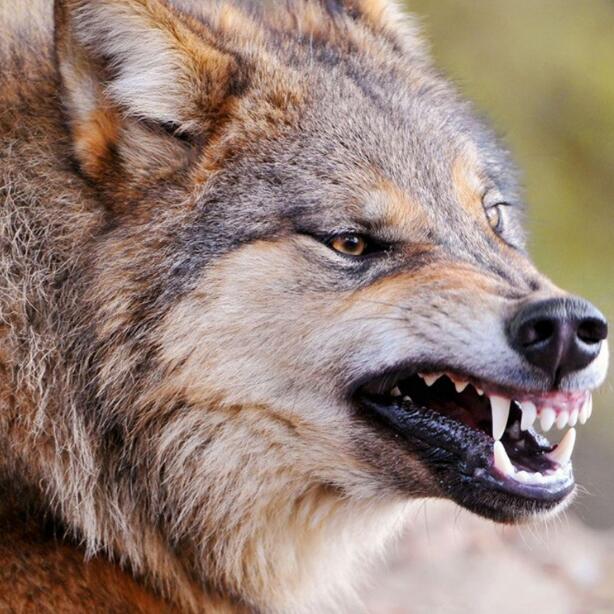 ܱа ʲôͼɻ